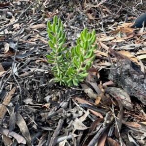 Persoonia rigida at Bullen Range - 23 Mar 2024