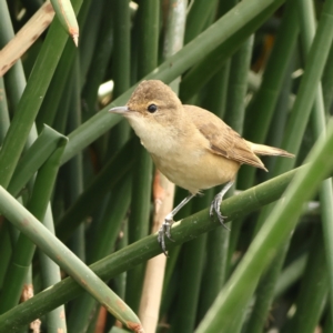 Acrocephalus australis at FGB002: Refshauge Crescent  - 23 Mar 2024 02:58 PM