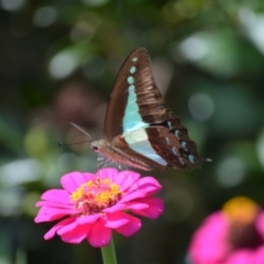 Graphium choredon (Blue Triangle) at Jamberoo, NSW - 24 Mar 2024 by plants