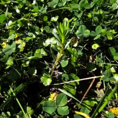 Lythrum hyssopifolia (Small Loosestrife) at QPRC LGA - 24 Mar 2024 by Csteele4