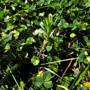 Lythrum hyssopifolia at QPRC LGA - 24 Mar 2024 02:24 PM