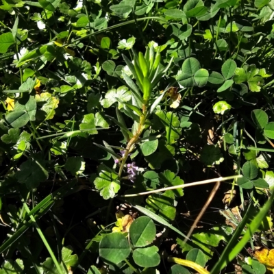 Lythrum hyssopifolia (Small Loosestrife) at QPRC LGA - 24 Mar 2024 by Csteele4