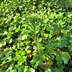 Lythrum hyssopifolia at QPRC LGA - 24 Mar 2024