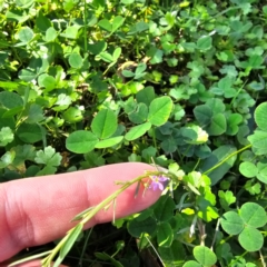 Lythrum hyssopifolia at QPRC LGA - 24 Mar 2024