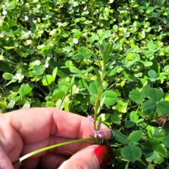 Lythrum hyssopifolia at QPRC LGA - 24 Mar 2024