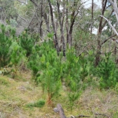 Pinus radiata (Monterey or Radiata Pine) at Isaacs, ACT - 23 Mar 2024 by Mike