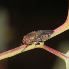 Stomorhina sp. (genus) (Snout fly) at Oakey Hill - 21 Mar 2024 by AlisonMilton