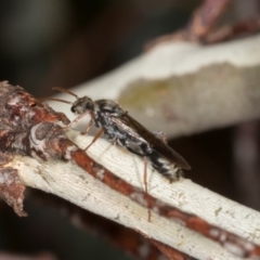 Myrmecia sp., pilosula-group at Oakey Hill - 22 Mar 2024 10:28 AM