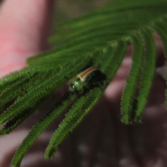 Calomela bartoni (Acacia Leaf Beetle) at QPRC LGA - 24 Mar 2024 by Csteele4