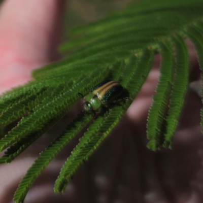 Calomela parilis (Leaf beetle) at Captains Flat, NSW - 24 Mar 2024 by Csteele4