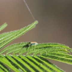 Calomela parilis at QPRC LGA - 24 Mar 2024