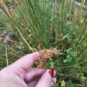 Juncus sp. at Jerangle, NSW - 23 Mar 2024