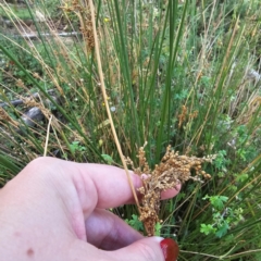 Juncus sp. at Jerangle, NSW - 23 Mar 2024