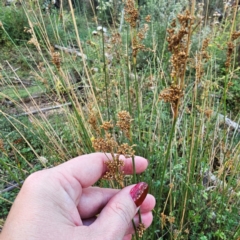 Juncus sp. at Jerangle, NSW - 23 Mar 2024