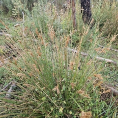 Juncus sp. at Jerangle, NSW - 23 Mar 2024