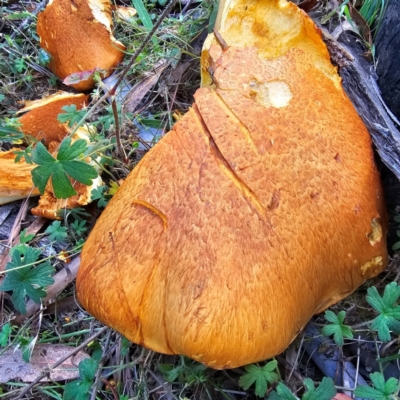 Gymnopilus junonius (Spectacular Rustgill) at Jerangle, NSW - 23 Mar 2024 by Csteele4