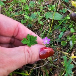 Geranium sp. at Jerangle, NSW - 23 Mar 2024