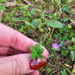 Geranium sp. at Jerangle, NSW - 23 Mar 2024