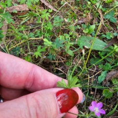 Geranium sp. at Jerangle, NSW - 23 Mar 2024