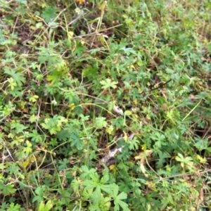 Geranium sp. at Jerangle, NSW - 23 Mar 2024