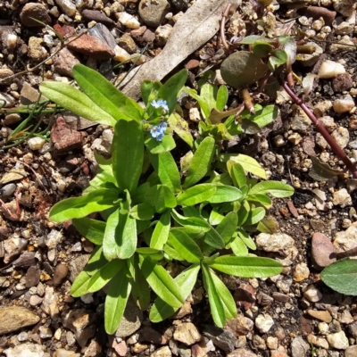 Myosotis laxa subsp. caespitosa (Water Forget-me-not) at Jerangle, NSW - 23 Mar 2024 by Csteele4