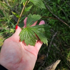 Geum urbanum at Anembo, NSW - 23 Mar 2024