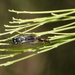 Tiphiidae (family) at Hall, ACT - 23 Mar 2024