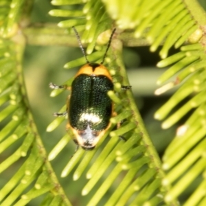 Aporocera (Aporocera) consors at Lyons, ACT - 22 Mar 2024