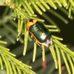 Aporocera (Aporocera) consors at Lyons, ACT - 22 Mar 2024