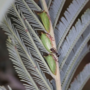 Sextius virescens at Lyons, ACT - 22 Mar 2024