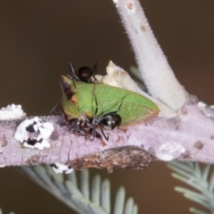 Sextius virescens at Lyons, ACT - 22 Mar 2024 11:31 AM