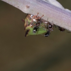 Sextius virescens at Lyons, ACT - 22 Mar 2024 11:31 AM