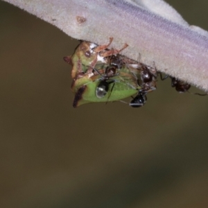 Sextius virescens at Lyons, ACT - 22 Mar 2024