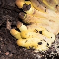 Leucocoprinus birnbaumii (Plantpot Dapperling) at Higgins, ACT - 21 Mar 2024 by AlisonMilton