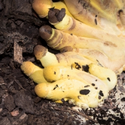 Leucocoprinus birnbaumii (Plantpot Dapperling) at Higgins, ACT - 21 Mar 2024 by AlisonMilton