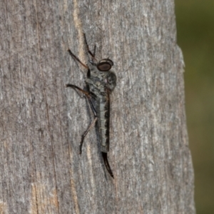 Cerdistus sp. (genus) at Higgins, ACT - 27 Jan 2024