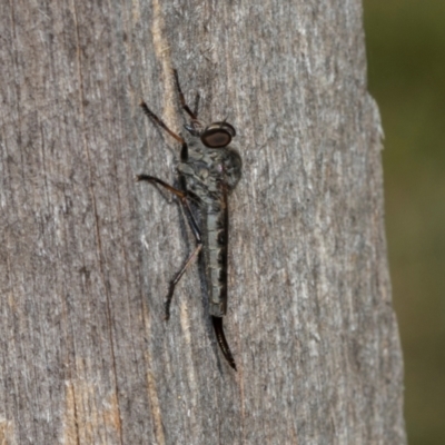 Cerdistus sp. (genus) (Slender Robber Fly) at Higgins, ACT - 26 Jan 2024 by AlisonMilton