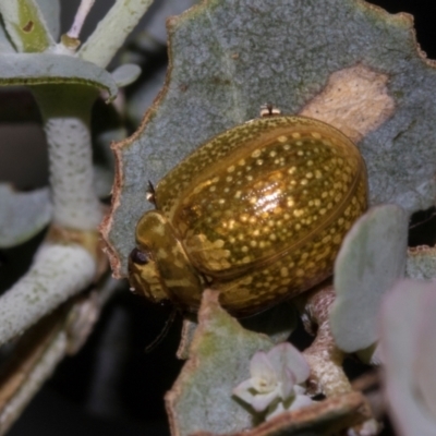 Paropsisterna cloelia (Eucalyptus variegated beetle) at Higgins, ACT - 27 Jan 2024 by AlisonMilton