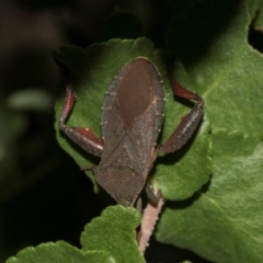 Amorbus sp. (genus) (Eucalyptus Tip bug) at Higgins, ACT - 26 Jan 2024 by AlisonMilton