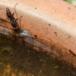 Polistes (Polistella) humilis at Higgins, ACT - 3 Feb 2024