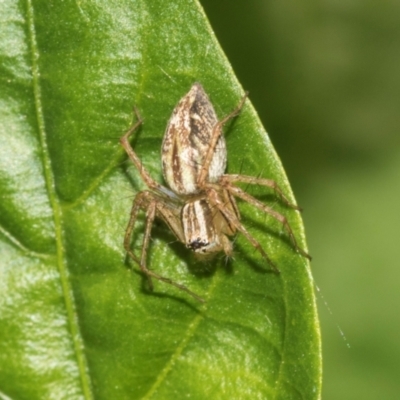 Oxyopes (genus) (Lynx spider) at Higgins, ACT - 27 Jan 2024 by AlisonMilton