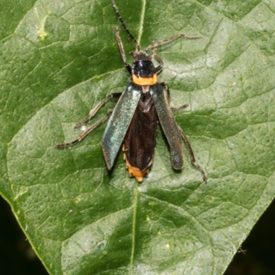 Chauliognathus lugubris (Plague Soldier Beetle) at Higgins, ACT - 27 Jan 2024 by AlisonMilton