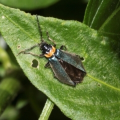 Chauliognathus lugubris at Higgins, ACT - 27 Jan 2024