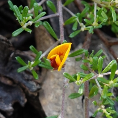 Pultenaea microphylla (Egg and Bacon Pea) at Bungonia, NSW - 18 Mar 2024 by RobG1