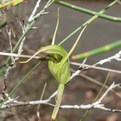 Diplodium laxum (Antelope greenhood) at Bungonia National Park - 18 Mar 2024 by RobG1