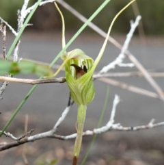 Diplodium laxum at Bungonia National Park - 18 Mar 2024