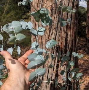 Eucalyptus cinerea subsp. cinerea at Pine Island to Point Hut - 23 Mar 2024 02:51 PM