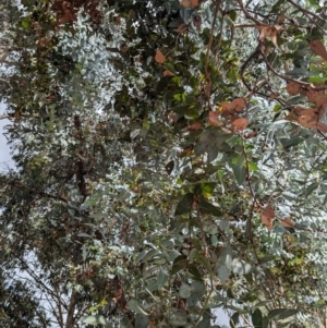 Eucalyptus cinerea subsp. cinerea at Pine Island to Point Hut - 23 Mar 2024 02:51 PM