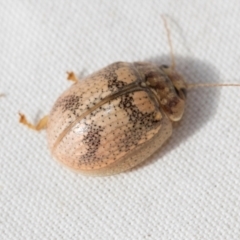 Paropsisterna laesa species complex at The Pinnacle - 27 Dec 2023 04:08 PM