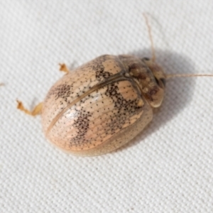 Paropsisterna laesa species complex at The Pinnacle - 27 Dec 2023 04:08 PM